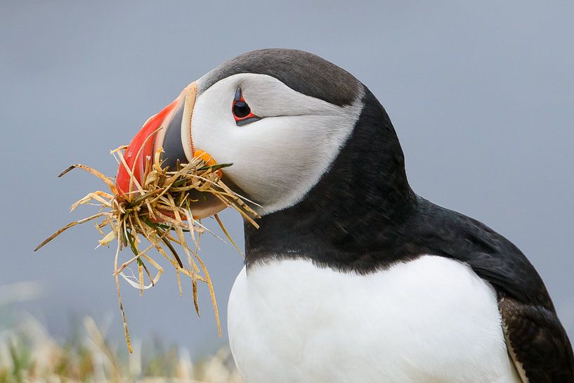 Puffins building a nest by Denis Feiner
