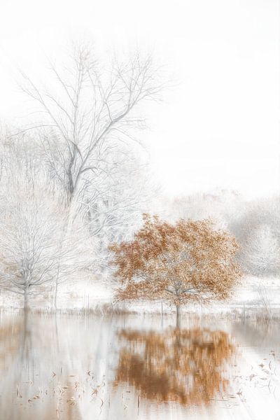 Autumn colour in the mist by Ingrid Van Damme fotografie