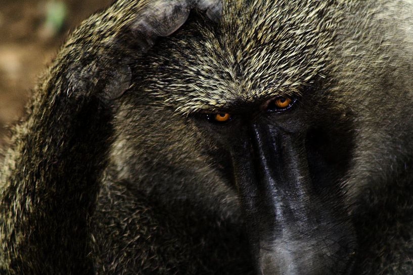 Mad eyes by BL Photography