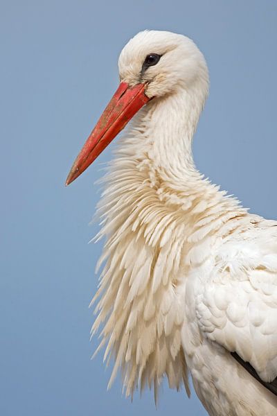 Beautiful portrait of a White Stork (Ciconia ciconia), Switzerland by Nature in Stock