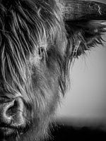 Portrait d'un Highlander écossais