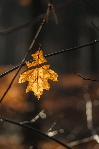 autumn by Bart Liesenborgs