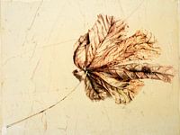 Sonnenverbranntes Baumblatt 4, Sommer 2023