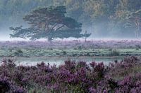 Heide und Morgennebel.