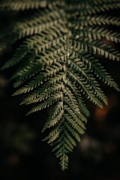 Sailing in the evening sun by Yvette Baur