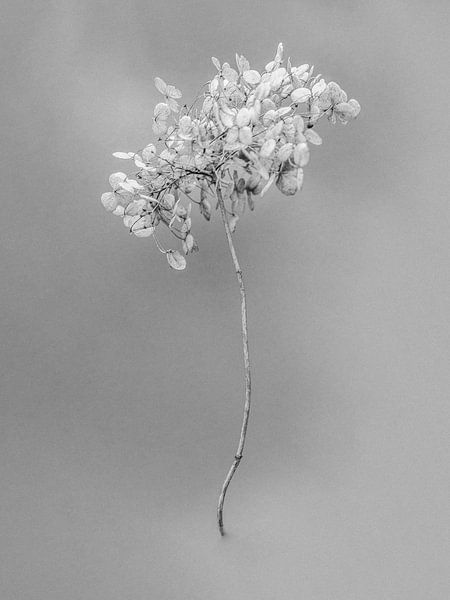 Inmitten der Blumen 26 von Teis Albers