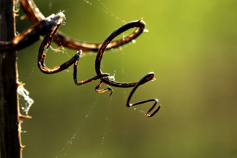 Kardendetail 2 par Heike Hultsch