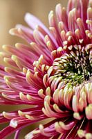 Die Blume Chrysantheme - Form und Verfeinerung 002