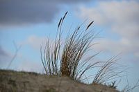  Strandhafer in Düne gegen Winterhimmel