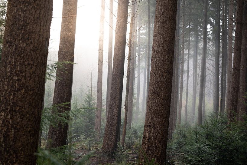 Nadelwald im Nebel von Karel Ton