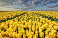 Zwiebelfelder Goeree-Overflakkee