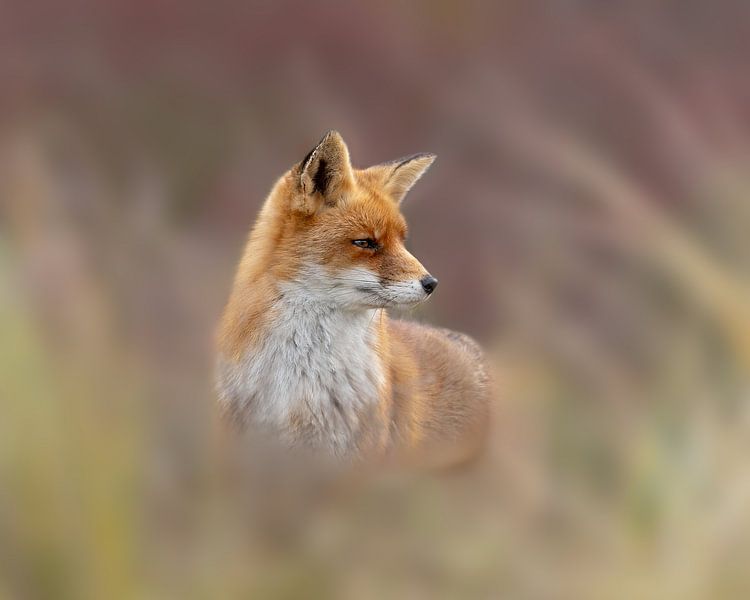 Renard des marais dans les dunes par Patrick van Bakkum