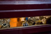 Poezen en brievenbus