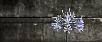 Agapanthus 