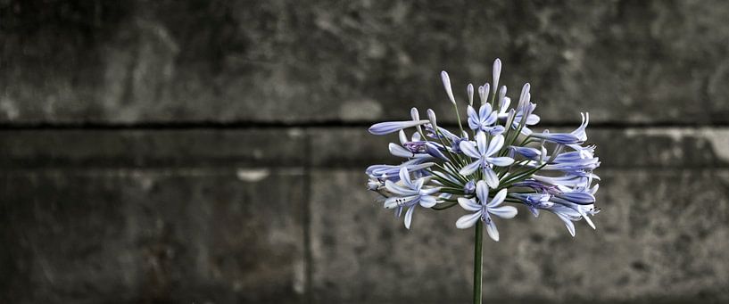 Agapanthus  von Sense Photography