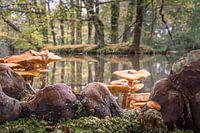 Real Honey fungus in the Reinaertpark in Destelbergen