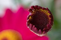 Macro view of a flower