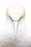 Augenkontakt: Jan van Gent Gefangen auf Helgoland