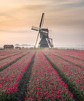 Dutch tulip landscape