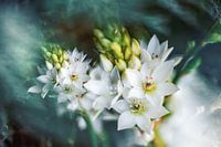 Mystischer Milchstern