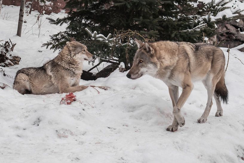 Ein Wolfsweibchen auf einem Hintergrund aus Schnee, schaut misstrauisch drein und nagt an Fleisch, e von Michael Semenov