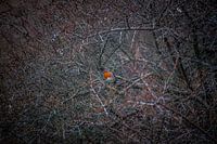 Roodborstje in een doornstruik