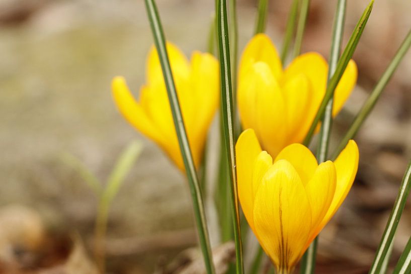 yellow crocuses by Cora Unk