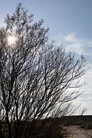 Zonnestralen tussen takken op het strand van Breskens