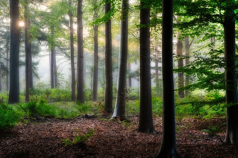 Breda Liesbos in the fog by Egon Zitter