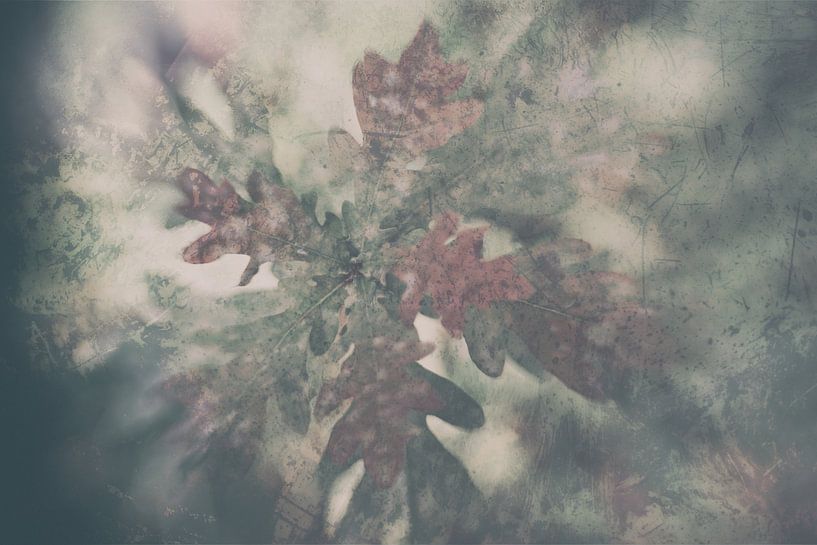 Oak by Raymond Schoofs