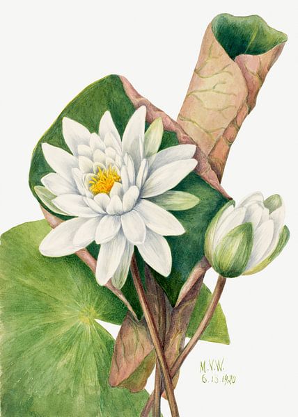 American Waterlily (1920) by Pictufy 