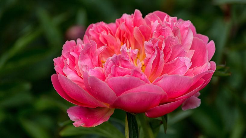 Pfingstrose in voller Blüte von Bram van Broekhoven