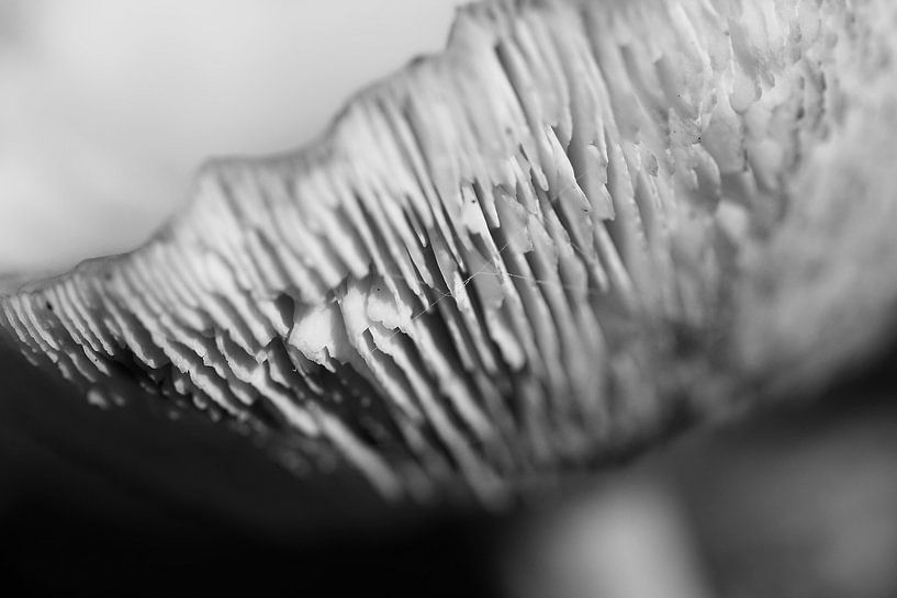 Lamellen van een paddenstoel von Jesse de Boom