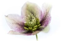 Weiß rosa Rebenwurzel