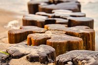 Epi à Zingst sur la mer Baltique, au coucher du soleil