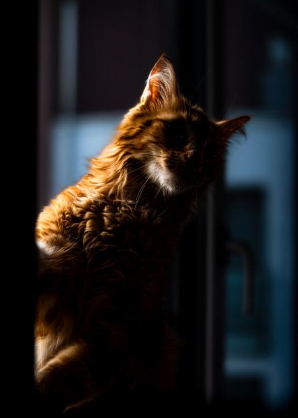 Farouche von K. Engelhardt Photography