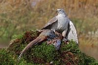 Autour des palombes et faisan