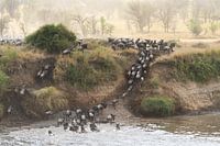 Gnu-Wanderung in Tansania