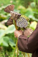 Bambuddha 1 - Lotus Heart