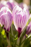 macrophoto de crocus, photo de fleur | tirage photo d'art