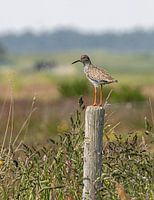 AMELAN Grutto op een paal tussen de weilanden