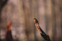 Gros plan d'un merle dans les dunes d'approvisionnement en eau d'Amsterdam