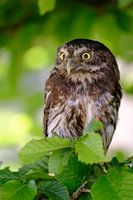 Dwarf owl among the green leaves