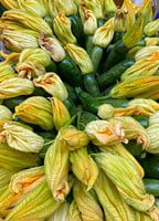 Zucchini flowers