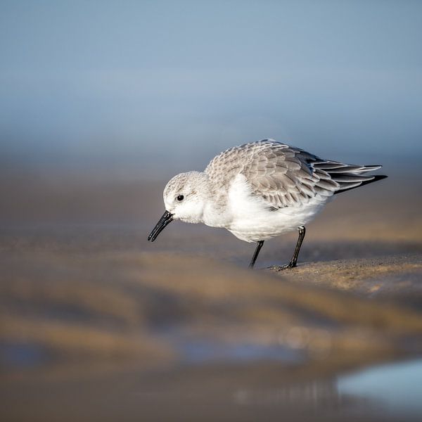 Sanderling von Peter Deschepper