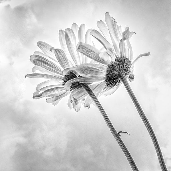 Fleur en noir et blanc par Julienne van Kempen