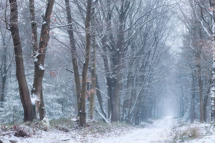 Hoog Buurlose bos by Frederik van der Veer