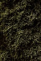 Dark green moss