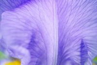 Weiche lila Iris Blume Blütenblatt Abstrakt