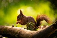 The red squirrel (Sciurus vulgaris) in Hoogeloon, Netherlands